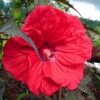 Hibiscus Moscheutos Red Wine - Hibiscus Des Marais -Naturelle Boutique Hibiscus moscheutos Red Wine 100639 1