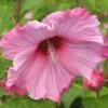Hibiscus Moscheutos Sweet Caroline - Hibiscus Des Marais -Naturelle Boutique Hibiscus moscheutos Sweet Caroline 83350 1