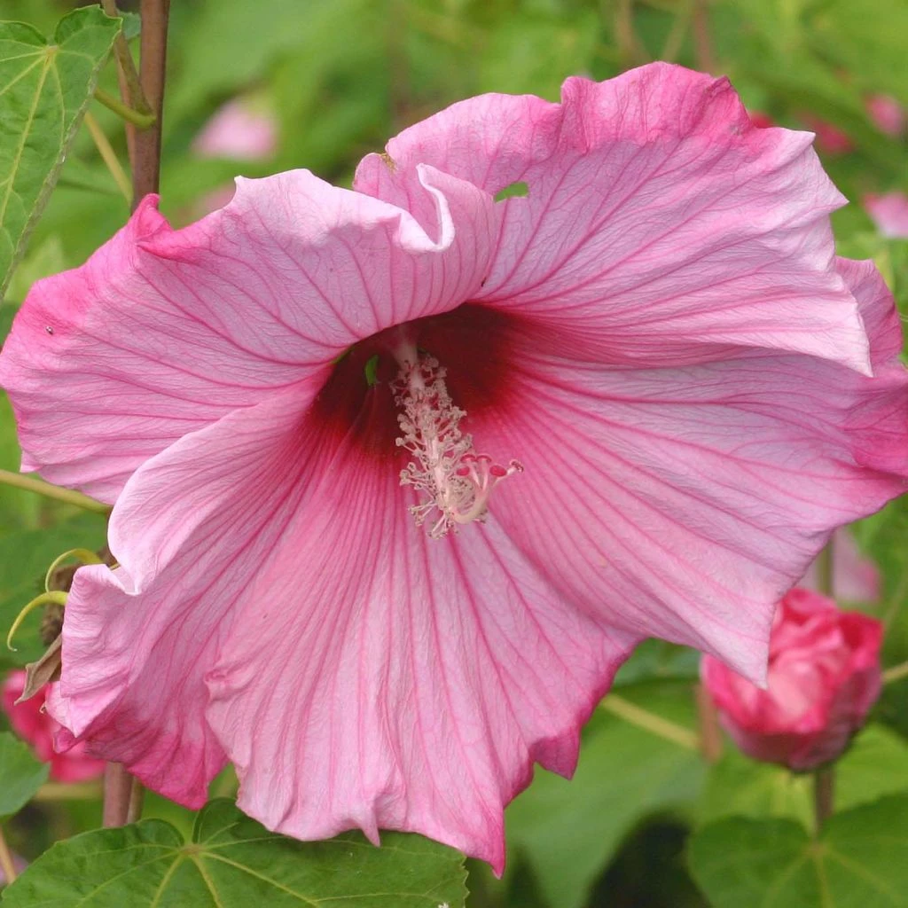 Hibiscus Moscheutos Sweet Caroline - Hibiscus Des Marais 3 Hibiscus Moscheutos Sweet Caroline - Hibiscus Des Marais