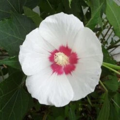 Hibiscus Paramutabilis