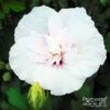 Hibiscus Syriacus China Chiffon - Althéa Blanc -Naturelle Boutique Hibiscus syriacus China Chiffon 100641 1