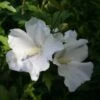 Hibiscus Syriacus Eléonore - Althéa Simple, Blanc Pur 1 Hibiscus Syriacus Eléonore - Althéa Simple, Blanc Pur -Naturelle Boutique Hibiscus syriacus Eleonore 82325 1