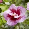 Hibiscus Syriacus Flower Tower Purple - Althea Rose à Coeur Rouge 1 Hibiscus Syriacus Flower Tower Purple - Althea Rose à Coeur Rouge -Naturelle Boutique Hibiscus syriacus Flower Tower Purple Gandini Santiago Althea rose a coeur rouge copyright 17190 1