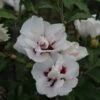 Hibiscus Syriacus Lady Stanley - Althéa Semi-double Bicolore -Naturelle Boutique Hibiscus syriacus Lady Stanley 81337 1