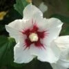 Hibiscus Syriacus Red Heart - Mauve En Arbre -Naturelle Boutique Hibiscus syriacus Red Heart 1001182 1 1