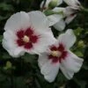 Hibiscus Syriacus Shintaeyang - Althéa Blanc à Coeur Rouge Cerise -Naturelle Boutique Hibiscus syriacus Shintaeyang 81338 1