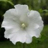 Hibiscus Syriacus Totus Albus - Althéa Blanc Pur. -Naturelle Boutique Hibiscus syriacus Totus Albus 84095 1