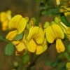 Coronilla Emerus (Hippocrepis) - Coronille Des Jardins 1 Coronilla Emerus (Hippocrepis) - Coronille Des Jardins -Naturelle Boutique Hippocrepis Coronilla emerus 84096 1