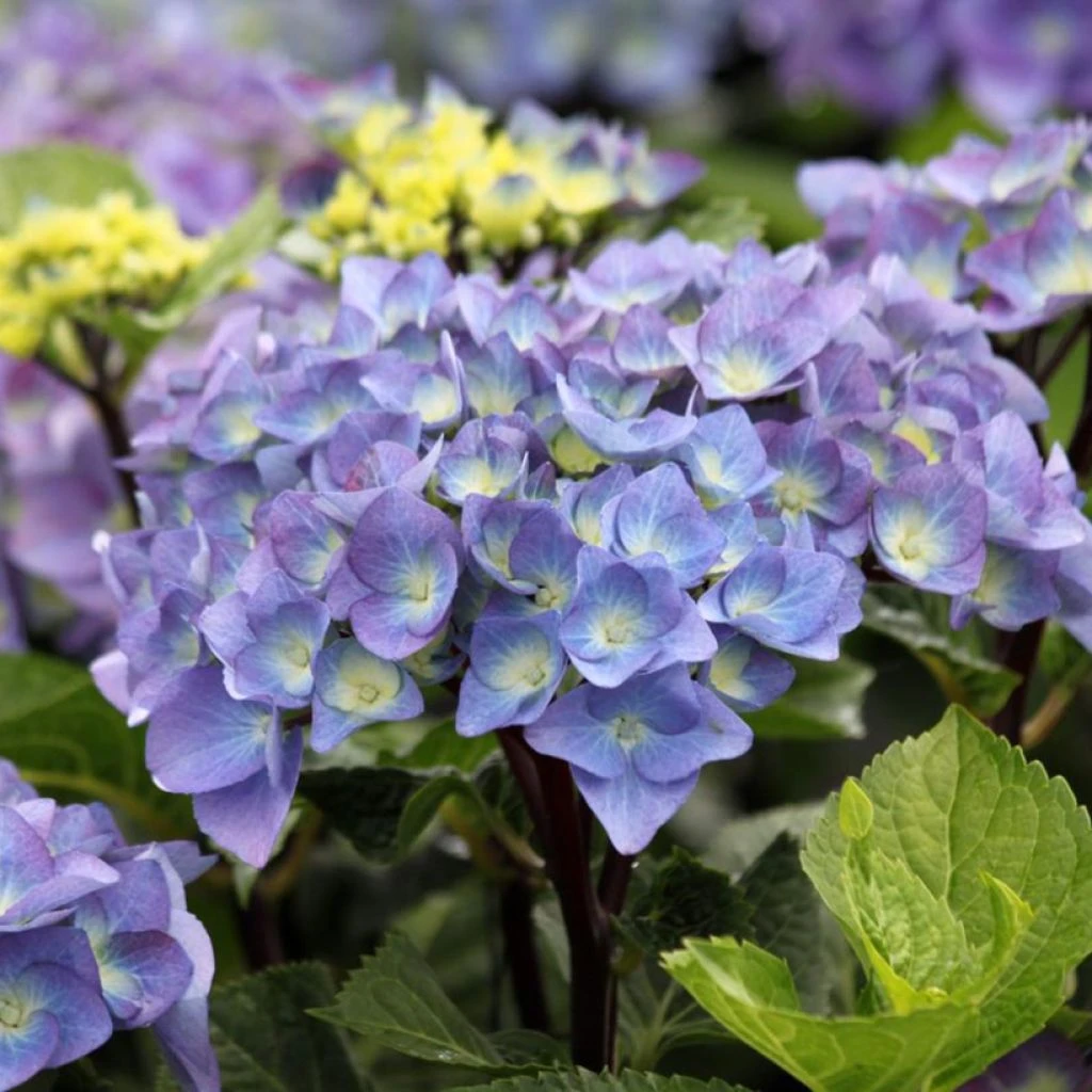 Hortensia - Hydrangea Macrophylla Black Steel Purple 3 Hortensia - Hydrangea Macrophylla Black Steel Purple