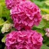 Hortensia - Hydrangea Macrophylla Pink Pop -Naturelle Boutique Hortensia Hydrangea macrophylla Pink Pop Music Collection copyright 183421 1