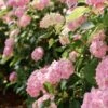 Hortensia - Hydrangea Macrophylla Soft Pink Salsa 1 Hortensia - Hydrangea Macrophylla Soft Pink Salsa -Naturelle Boutique Hortensia Hydrangea macrophylla Soft Pink Salsa Music Collection copyright 183431 1