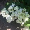 Hortensia - Hydrangea Serrata White On White -Naturelle Boutique Hortensia Hydrangea serrata White on White IF 182991 1