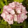 Hortensia - Hydrangea Macrophylla Sabrina -Naturelle Boutique Hortensia Sabrina 67872 1