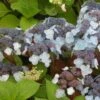 Hortensia - Hydrangea Serrata Shojo -Naturelle Boutique Hortensia Shojo 67827 1