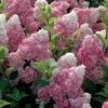 Hydrangea Paniculata Vanille Fraise - Hortensia Paniculé -Naturelle Boutique Hortensia Vanille Fraise Pot de C10L 82017 1