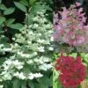 Hydrangea Paniculata Wim's Red - Hortensia Paniculé -Naturelle Boutique Hortensia WimsRed juli 67828 1