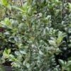 Houx - Ilex X Meserveae Heckenpracht 1 Houx - Ilex X Meserveae Heckenpracht -Naturelle Boutique Houx Ilex x meserveae Heckenpracht V 1001281 1