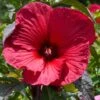 Hibiscus Moscheutos Rouge -Naturelle Boutique Hubiscus moschetos rouge copyright 846041 1