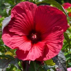 Hibiscus Moscheutos Rouge