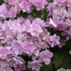 Hortensia - Hydrangea Macrophylla You And Me Forever -Naturelle Boutique Hydrangea You Me Forever 78224 1
