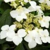 Hortensia - Hydrangea Angustipetala Golden Crane -Naturelle Boutique Hydrangea angustipetala Golden Crane 86462 1
