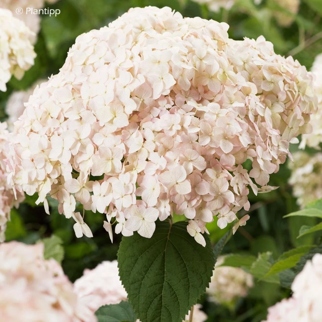 Hortensia Arborescens Candybelle Marshmallow 3 Hortensia Arborescens Candybelle Marshmallow
