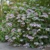 Hortensia - Hydrangea Aspera Bellevue -Naturelle Boutique Hydrangea aspera Bellevue 82657 1