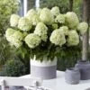Hydrangea Paniculata Little Spooky - Hortensia Paniculé -Naturelle Boutique Hydrangea little spooky 16579 1