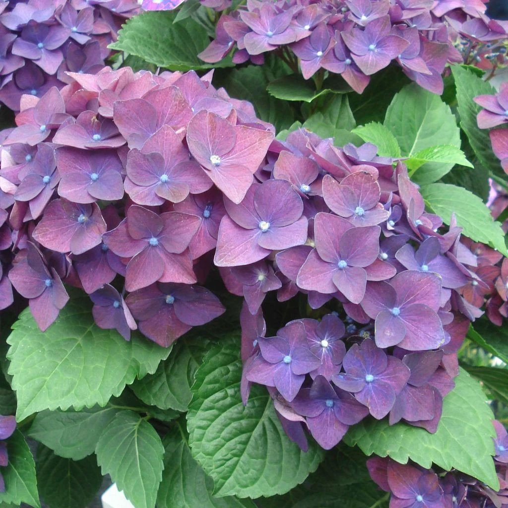 Hortensia - Hydrangea Macrophylla Deep Purple Dance (Music Collection) 3 Hortensia - Hydrangea Macrophylla Deep Purple Dance (Music Collection)