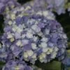 Hortensia - Hydrangea Macrophylla You And Me Tea Time Together -Naturelle Boutique Hydrangea macro Tea Time Together 0561002 1