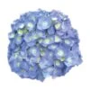 Hortensia - Hydrangea Macrophylla Bela -Naturelle Boutique Hydrangea macrophylla Bela 82566 1
