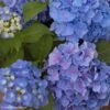 Hortensia - Hydrangea Macrophylla Benelux (bleu) 1 Hortensia - Hydrangea Macrophylla Benelux (bleu) -Naturelle Boutique Hydrangea macrophylla Benelux bleu 85237 1