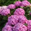 Hortensia - Hydrangea Macrophylla Benelux (rose) -Naturelle Boutique Hydrangea macrophylla Benelux rose 85238 1