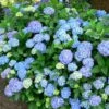 Hortensia - Hydrangea Macrophylla Blauer Prinz -Naturelle Boutique Hydrangea macrophylla Blauer Prinz 100032 1
