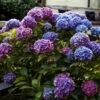 Hortensia - Hydrangea Macrophylla Blauer Zwerg 2 Hortensia - Hydrangea Macrophylla Blauer Zwerg -Naturelle Boutique Hydrangea macrophylla Blauer Zwerg 88323 1
