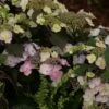 Hortensia - Hydrangea Macrophylla Blueberry Cheesecake -Naturelle Boutique Hydrangea macrophylla Blueberry Cheesecake 81576 1