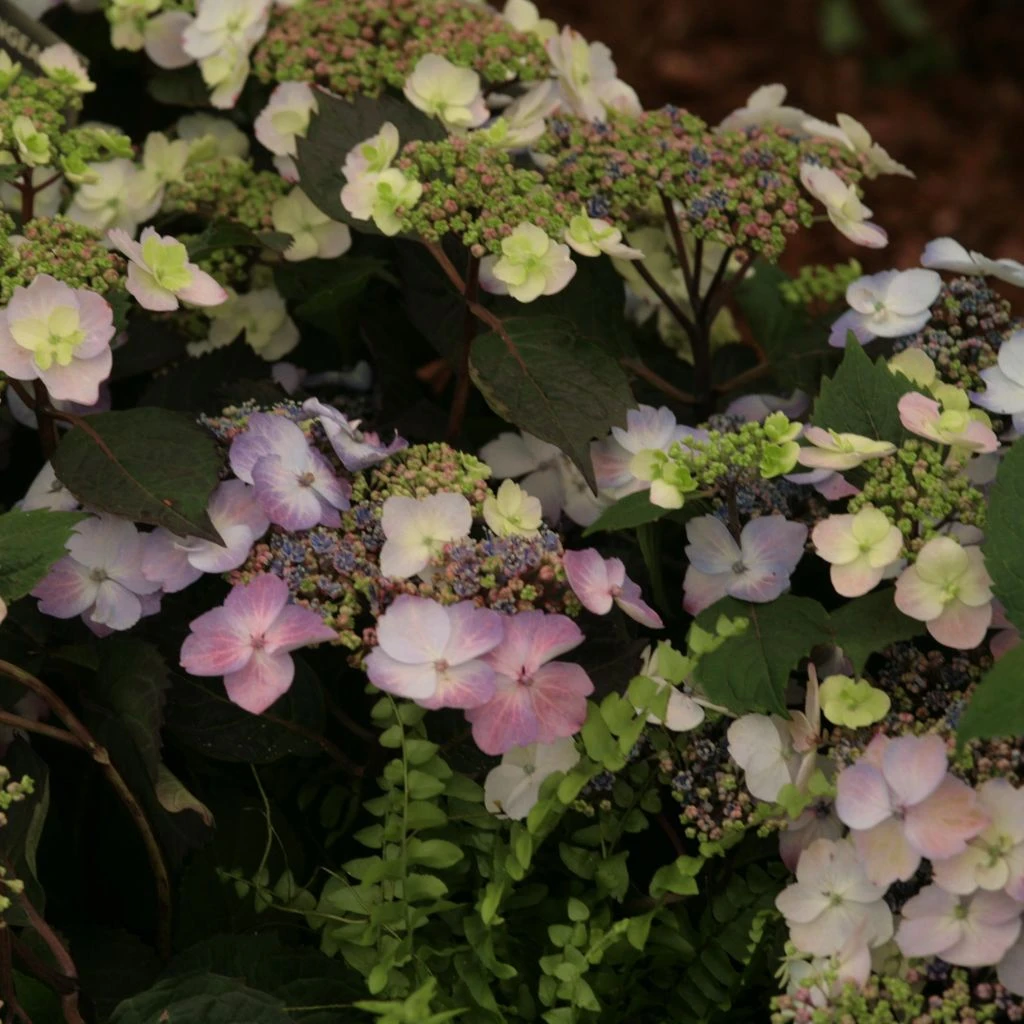 Hortensia - Hydrangea Macrophylla Blueberry Cheesecake 3 Hortensia - Hydrangea Macrophylla Blueberry Cheesecake