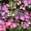 Hortensia - Hydrangea Macrophylla Dark Angel Purple (Black Diamonds) 1 Hortensia - Hydrangea Macrophylla Dark Angel Purple (Black Diamonds) -Naturelle Boutique Hydrangea macrophylla Dark Angel Purple 83181 1