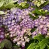 Hortensia - Hydrangea Macrophylla Double Dutch Blue -Naturelle Boutique Hydrangea macrophylla Double Dutch Blue 83182 1
