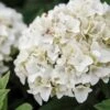 Hortensia - Hydrangea Macrophylla Endless Summer The Bride 1 Hortensia - Hydrangea Macrophylla Endless Summer The Bride -Naturelle Boutique Hydrangea macrophylla Endless Summer The Bride 85486 1 1
