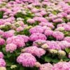 Hortensia - Hydrangea Macrophylla Endless Summer The Original (Rose) -Naturelle Boutique Hydrangea macrophylla Endless Summer The Original rose 85448 1