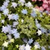 Hortensia - Hydrangea Macrophylla Fireworks Blue 2 Hortensia - Hydrangea Macrophylla Fireworks Blue -Naturelle Boutique Hydrangea macrophylla Fireworks Blue 83184 1