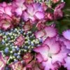 Hortensia - Hydrangea Macrophylla French Cancan -Naturelle Boutique Hydrangea macrophylla French Cancan copyright 8257011 1