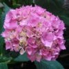 Hortensia - Hydrangea Macrophylla La Marne -Naturelle Boutique Hydrangea macrophylla La Marne 85454 1 1