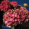 Hortensia - Hydrangea Macrophylla Magical Crimson -Naturelle Boutique Hydrangea macrophylla Magical Crimson 81578 1