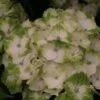 Hortensia - Hydrangea Macrophylla Magical Noblesse -Naturelle Boutique Hydrangea macrophylla Magical Noblesse 81585 1