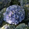 Hortensia Macrophylla Mathilde Gutges -Naturelle Boutique Hydrangea macrophylla Mathilde Gutges 85455 1 1