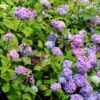 Hortensia - Hydrangea Macrophylla Nigra -Naturelle Boutique Hydrangea macrophylla Nigra 85023 1