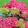 Hortensia - Hydrangea Macrophylla Red Reggae (Music Collection) -Naturelle Boutique Hydrangea macrophylla Red Reggae Music Collection 85450 1 1