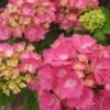 Hortensia - Hydrangea Macrophylla Rosita -Naturelle Boutique Hydrangea macrophylla Rosita 82568 1